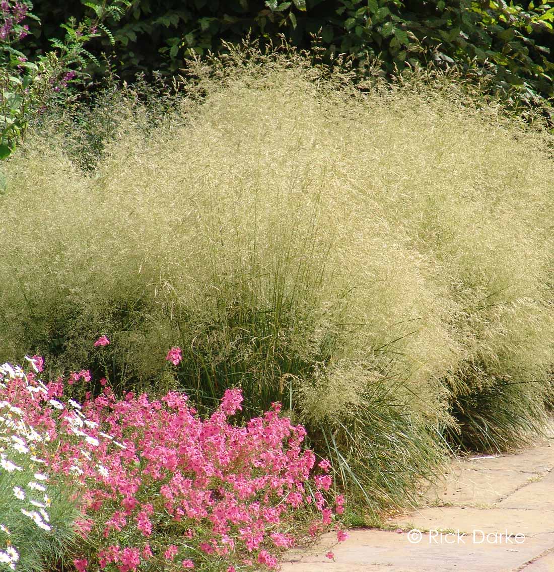 Deschampsia cespitosa 'Goldtau'